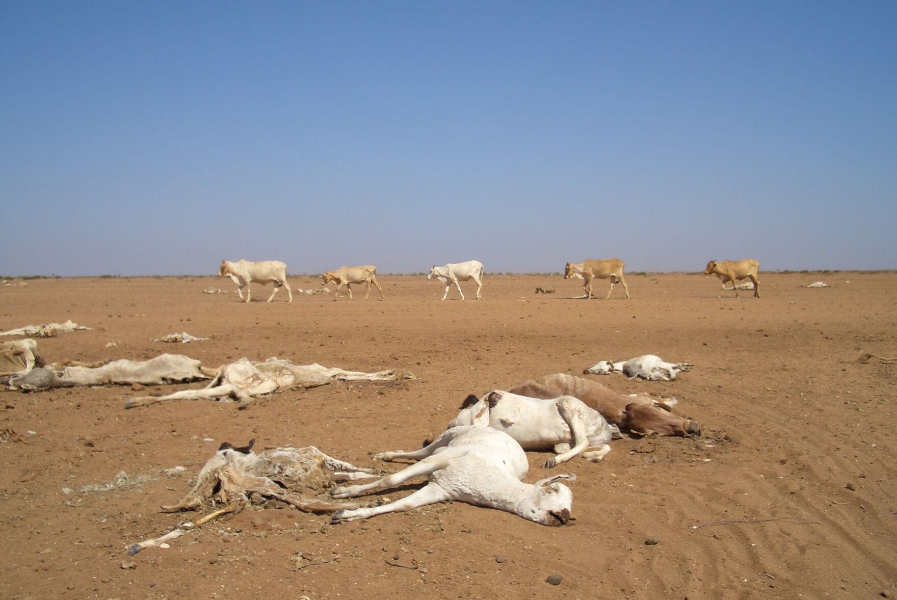Lost cattle